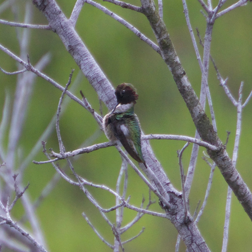 Hummingbird Preening