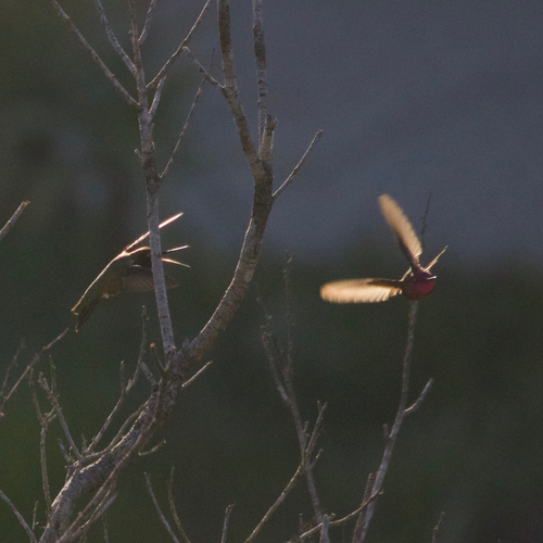 two hummingbirds fight