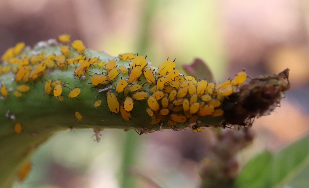 Aphids crowd the seedpod of a tropical milkweed