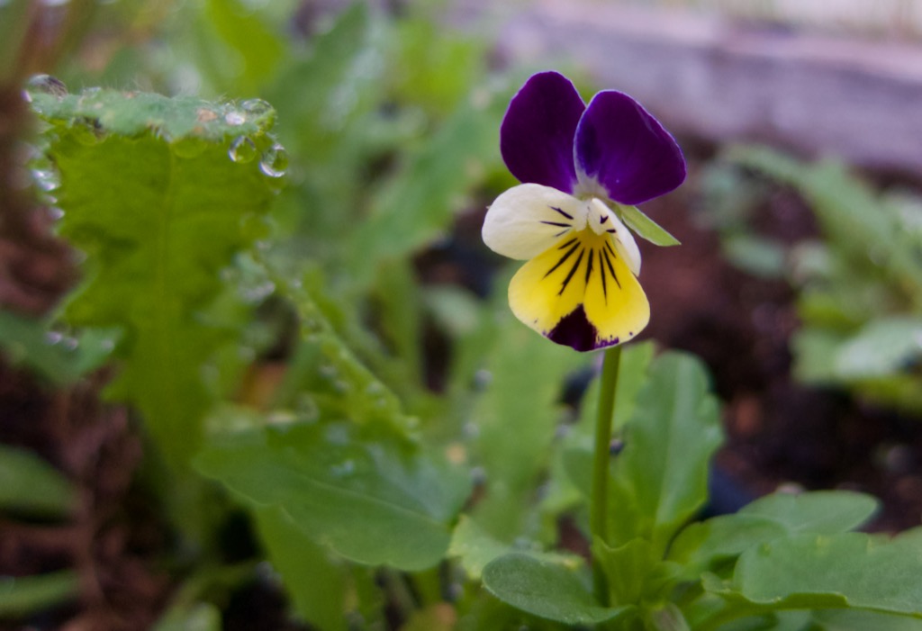 Picture of first violet