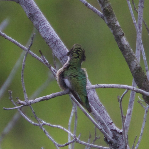 Hummingbird craning its neck away